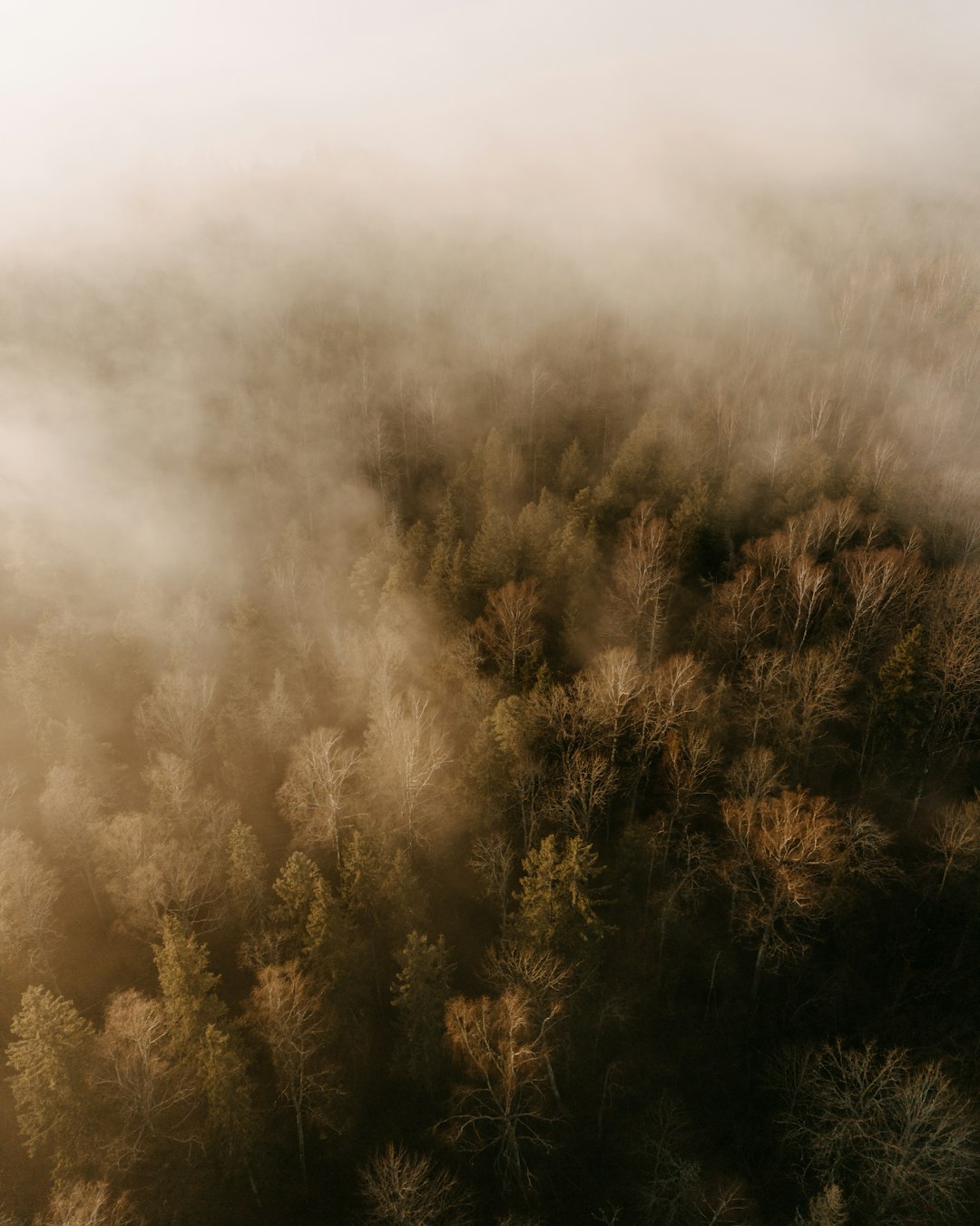 Nachhaltigkeit 1 Morgennebel über unberührtem Wald aus der Vogelperspektive