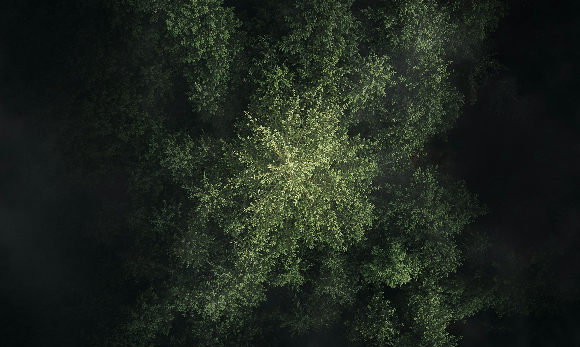 velur nachhaltigkeit wald banner